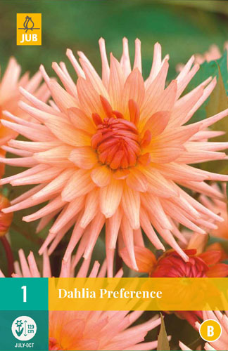 X 1 DAHLIA PREFERENCE I