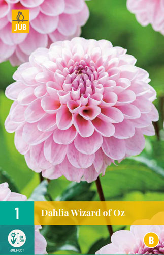 X 1 DAHLIA WIZARD OF OZ I