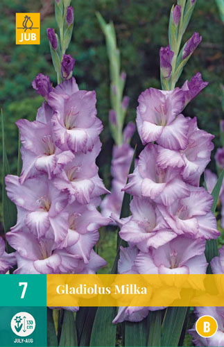 X   7 GLADIOLUS MILKA 12/14