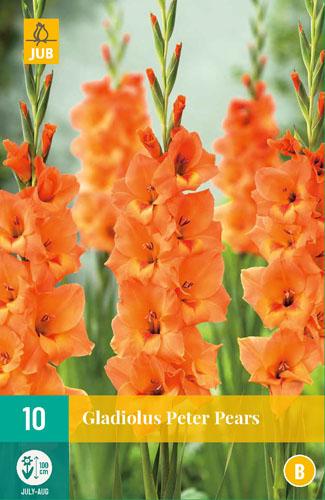 X 10 GLADIOLUS PETER PEARS 12/14