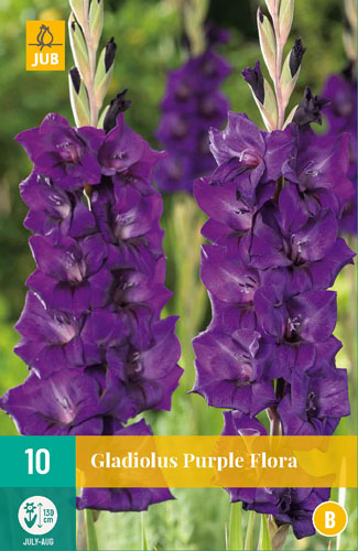 X 10 GLADIOLUS PURPLE FLORA 12/14