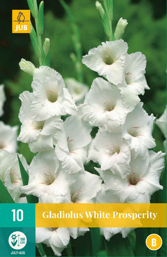 X 10 GLADIOLUS WHITE PROSPERITY 12/14