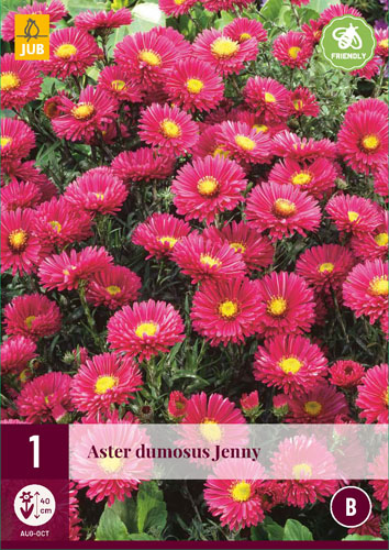 X 1 ASTER DUMOSUS JENNY I