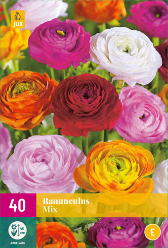 X 40 RANUNCULUS MIX  5/6