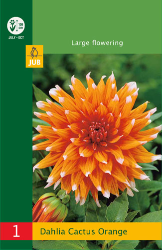 X 1 DAHLIA CACTUS ORANGE I