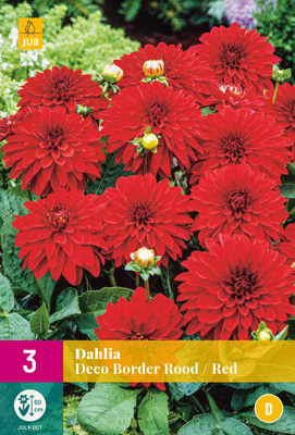 X 3 DAHLIA DECO BORDER ROOD I