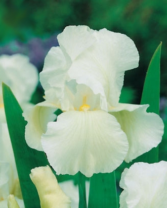 X 25 IRIS GERMANICA WHITE KNIGHT I