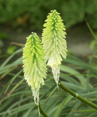 X 25 TRITOMA (KNIPHOFIA) ICE QUEEN I