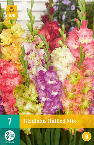 X   7 GLADIOLUS RUFFLED MIX 12/14