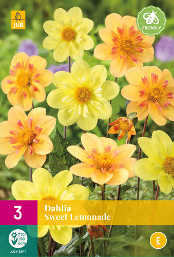 X 3 DAHLIA SWEET LEMONADE I