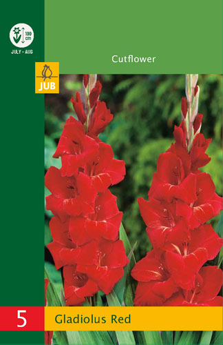 X   5 GLADIOLUS RED 10/12