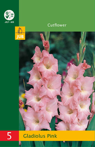 X   5 GLADIOLUS PINK 10/12