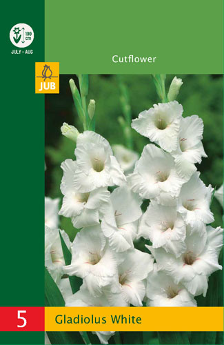 X   5 GLADIOLUS WHITE 10/12