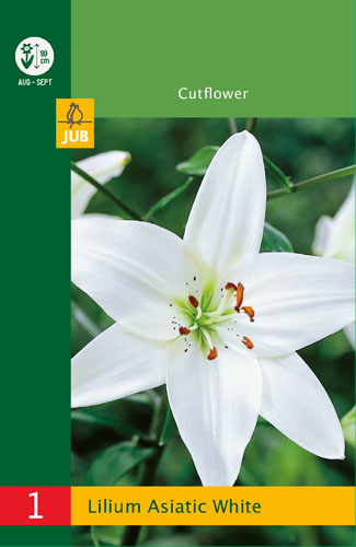 X   1 LILIUM ASIATIC WHITE 12/14