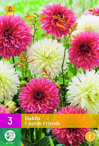 X 3 DAHLIA CUPIDO FRIENDS I