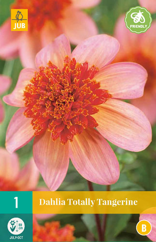 X 1 DAHLIA TOTALLY TANGERINE I