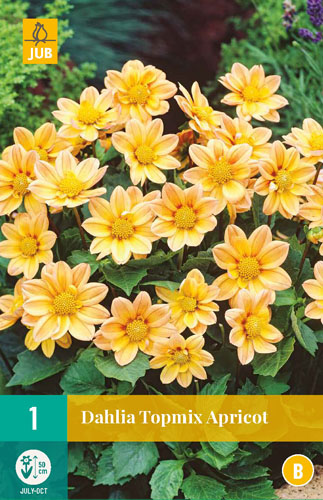 X 1 DAHLIA TOPMIX APRICOT I