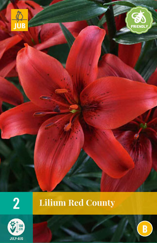 X 2 LILIUM RED COUNTY 14/16