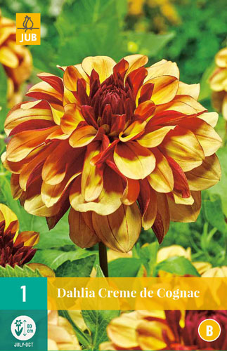 X 1 DAHLIA CREME DE COGNAC I