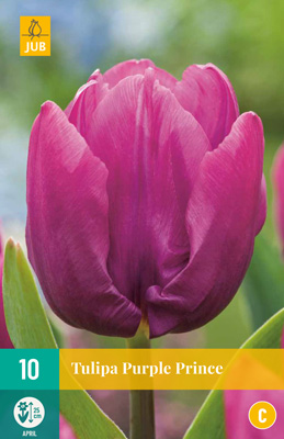 X 10 TULIPA PURPLE PRINCE 11/12