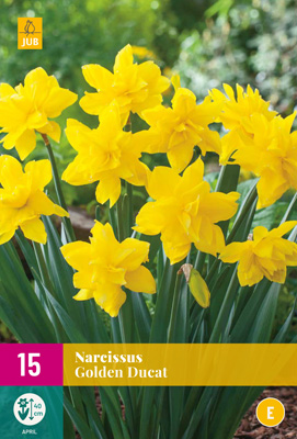 X 15 NARCISSUS GOLDEN DUCAT 12/14