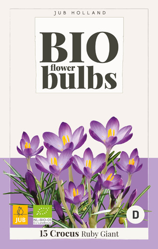 X 15 CROCUS TOMMASINIANUS RUBY GIANT - BIO 5/+