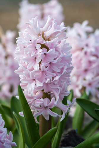 X   50 HYACINTHUS CHINA PINK 15/16