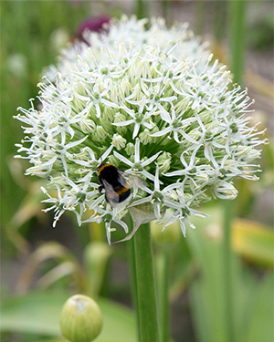 X   25 ALLIUM MOUNT EVEREST 20/+