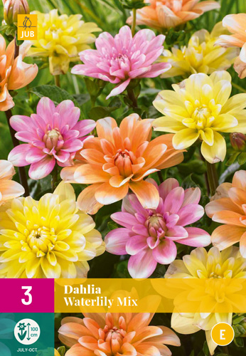 X 3 DAHLIA WATERLILY MIX I