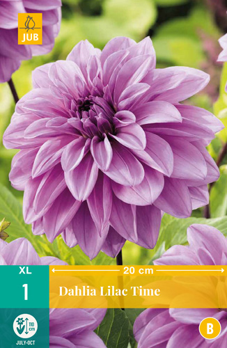 X 1 DAHLIA LILAC TIME I