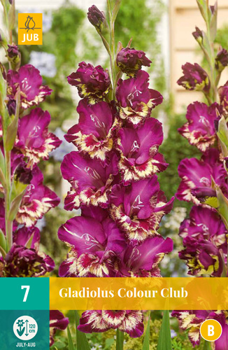 X   7 GLADIOLUS COLOUR CLUB 12/14