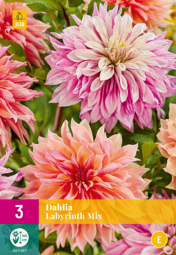 X 3 DAHLIA LABYRINTH MIX I