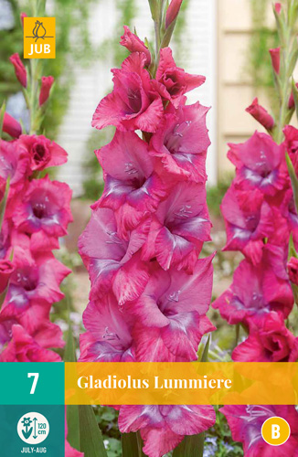 X   7 GLADIOLUS LUMMIERE 12/14