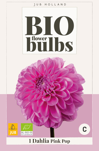 X 1 BIO DAHLIA PINK POP I