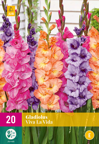 X 20 GLADIOLUS VIVA LA VIDA 12/14