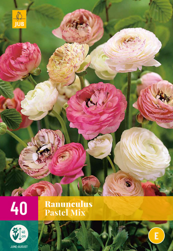 X 40 RANUNCULUS PASTEL MIX  VJ-NJ 5/6