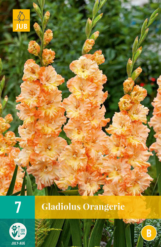 X   7 GLADIOLUS ORANGERIE 12/14