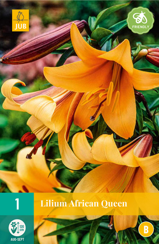 X 1 LILIUM AFRICAN QUEEN 16/18