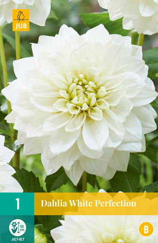 X 1 DAHLIA WHITE PERFECTION I