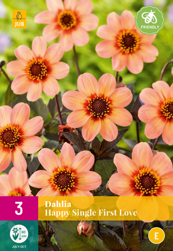 X 3 DAHLIA HAPPY SINGLE FIRST LOVE I