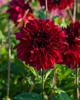 X 10 DAHLIA BOHEMIAN SPARTACUS I