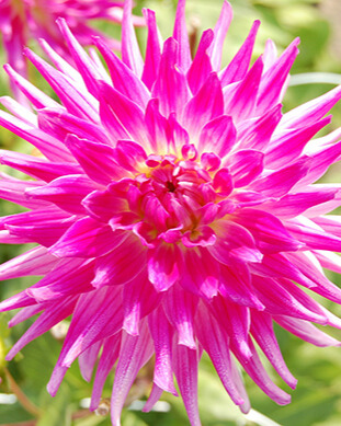 X 10 DAHLIA DUTCH EXPLOSION I