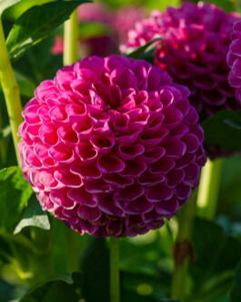 X 10 DAHLIA JOWEY FRAMBO I