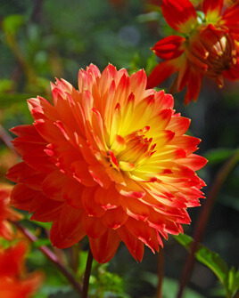 X 10 DAHLIA PROCYON I