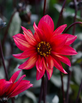 X 10 DAHLIA WALTZING MATHILDA I