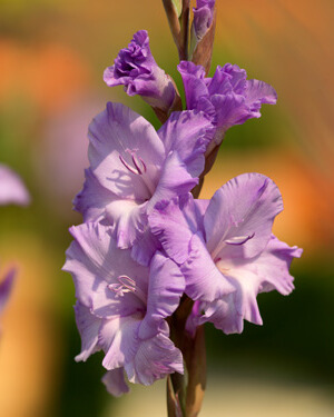 X 100 GLADIOLUS MILKA 12/14