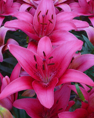 X 50 LILIUM PINK COUNTY 14/16