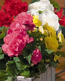 X 25 BEGONIA GRANDIFLORA MIX 5/6