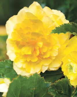 X 25 BEGONIA GRANDIFLORA YELLOW 5/6