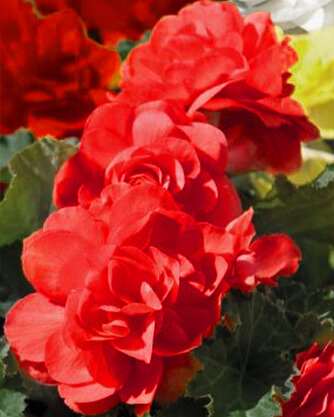 X 25 BEGONIA GRANDIFLORA RED 5/6